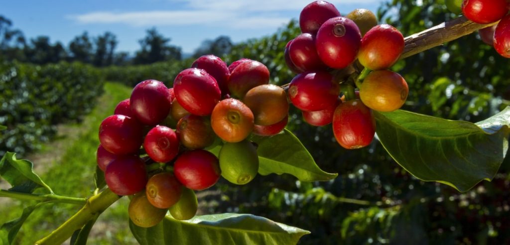 Compre Agitador De Café Yada 90mm, Agitador De Café De Bambú